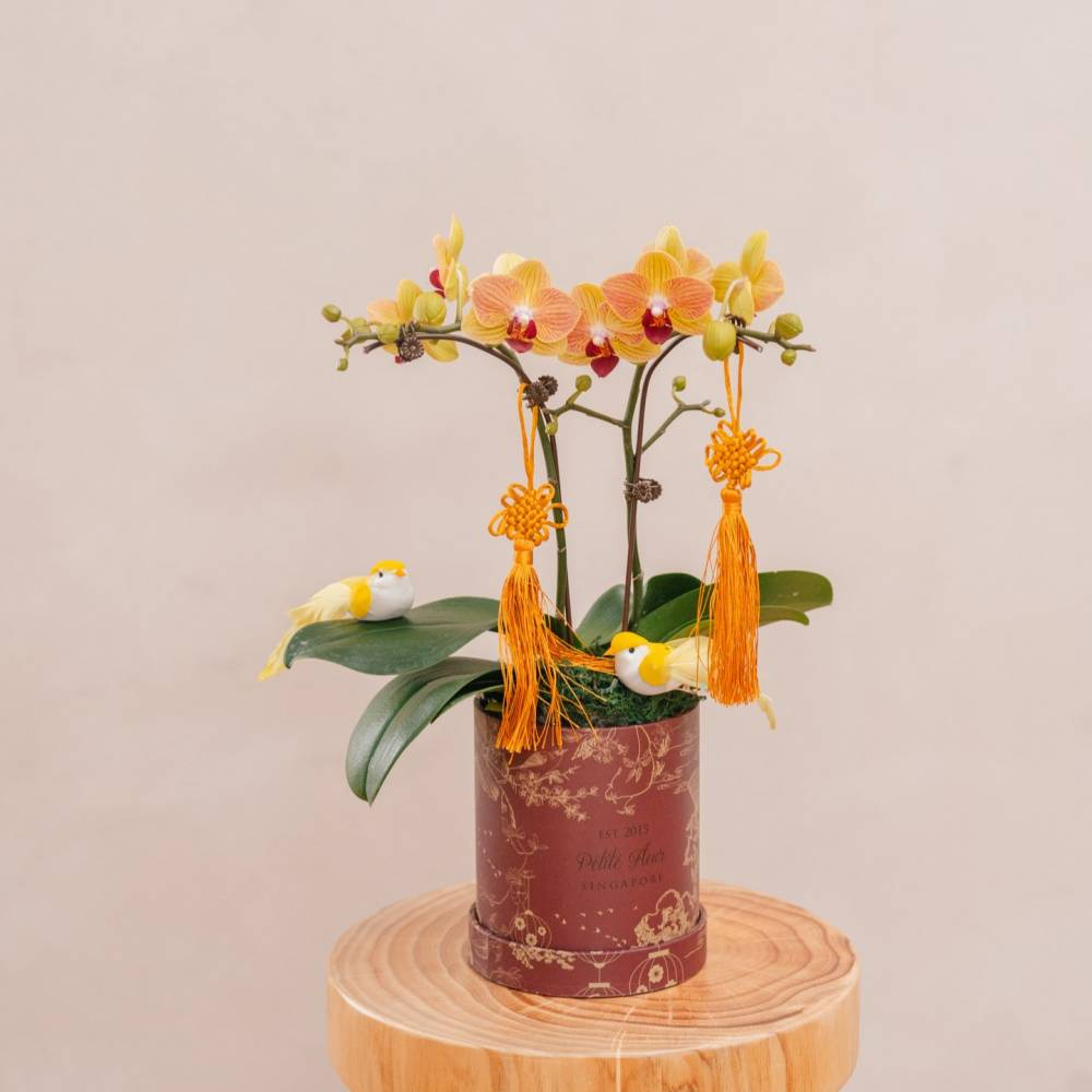 Close-up of a potted yellow orchid on a wooden stand, serving as a beautiful example of successful indoor orchids care